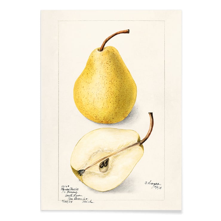 Pyrus Communis