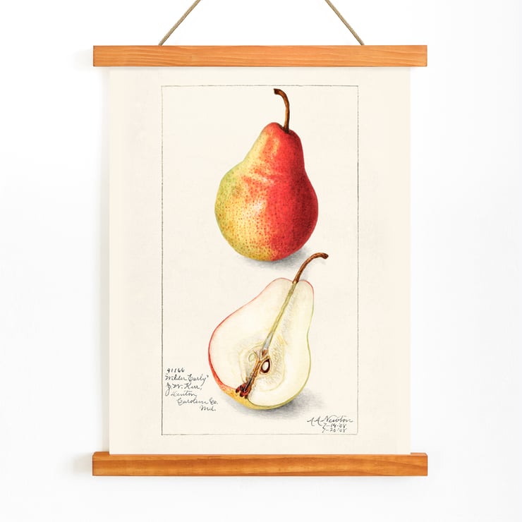 Pyrus Communis 2