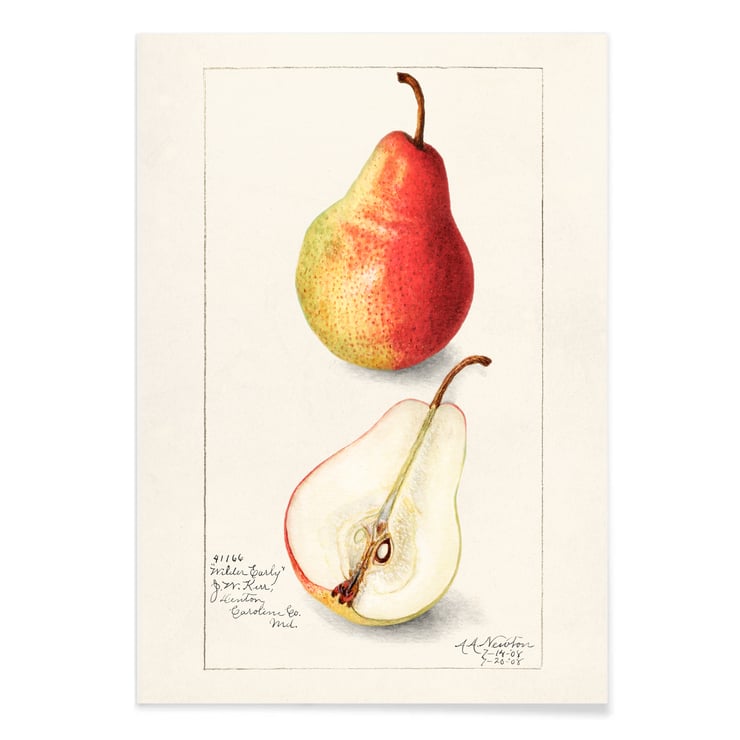 Pyrus Communis 2