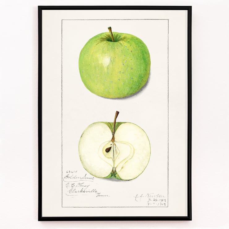 Malus Domestica Malus Domestica