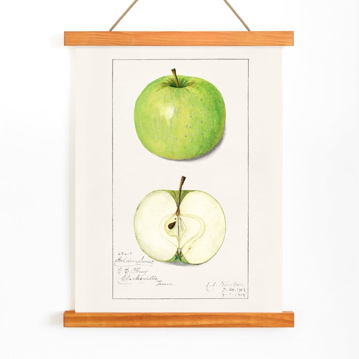 Malus Domestica Malus Domestica