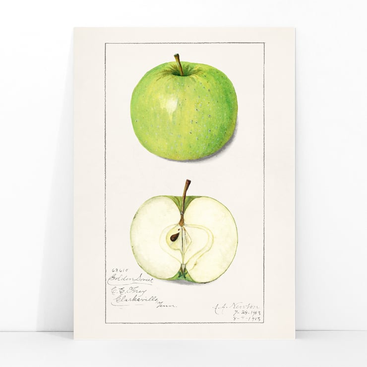 Malus Domestica Malus Domestica