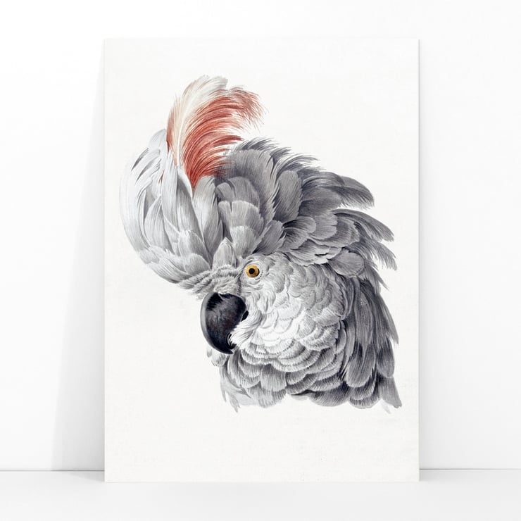 Cockatoo Head Cockatoo Head