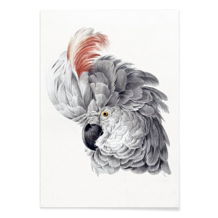 Cockatoo Head Cockatoo Head