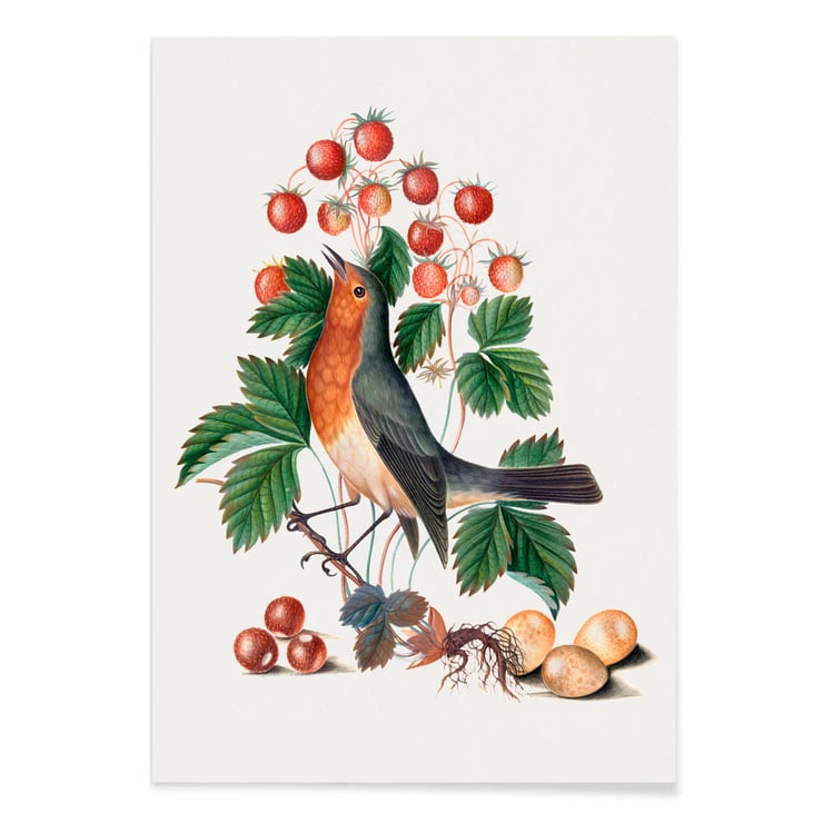 European robin European robin