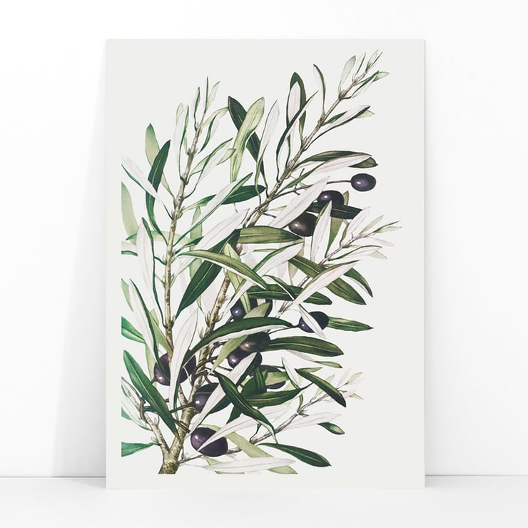 Olive branches Olive branches