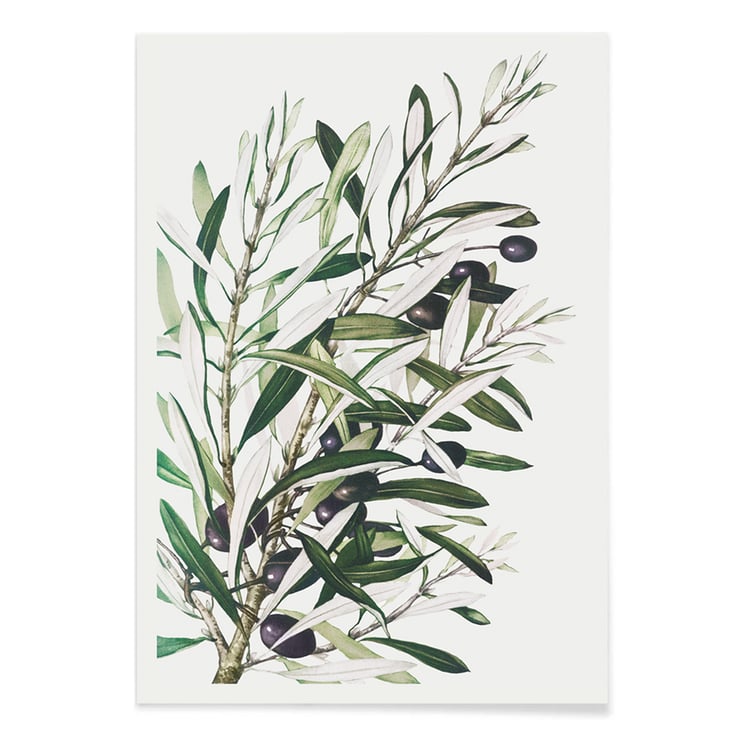 Olive branches Olive branches