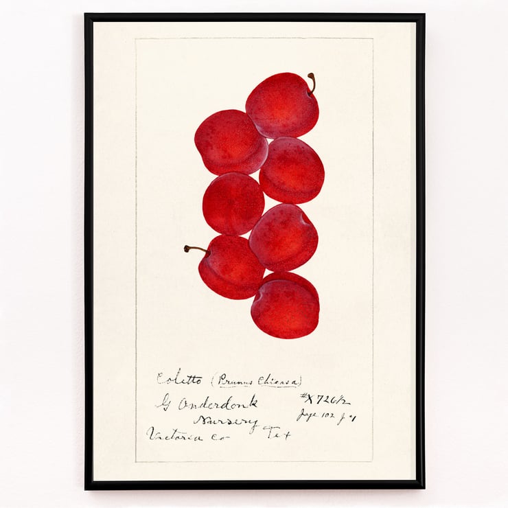 Prunus Domestica Prunus Domestica