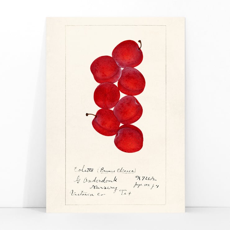 Prunus Domestica Prunus Domestica