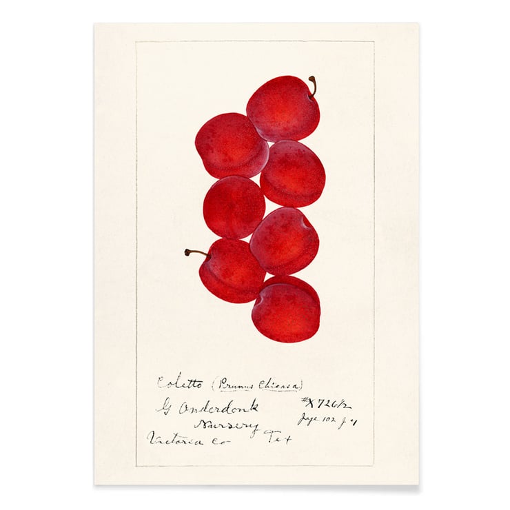Prunus Domestica Prunus Domestica