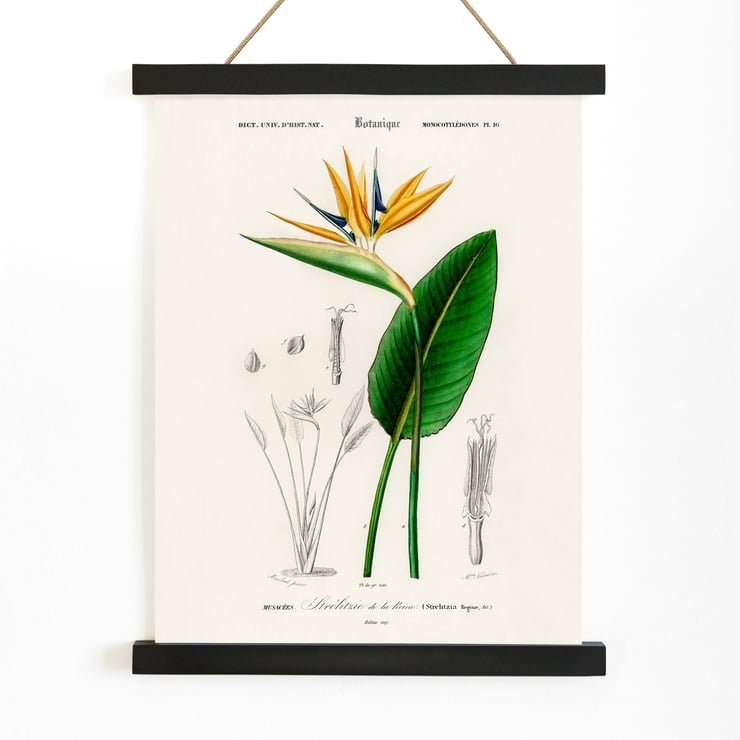 Bird of paradise Bird of paradise