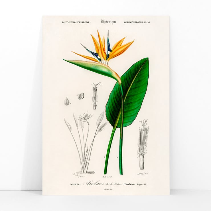 Bird of paradise Bird of paradise