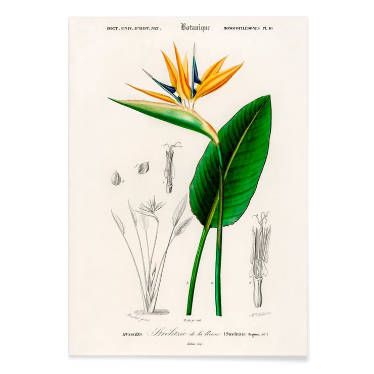 Bird of paradise Bird of paradise