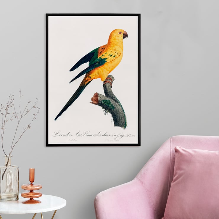 The Sun Parakeet The Sun Parakeet
