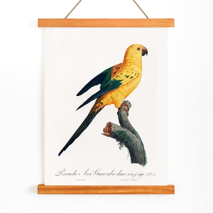 The Sun Parakeet The Sun Parakeet