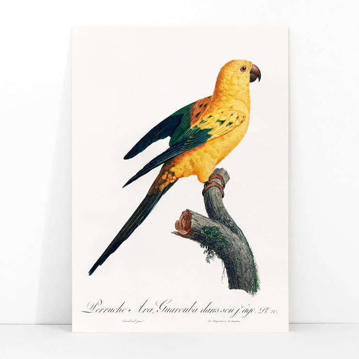 The Sun Parakeet The Sun Parakeet