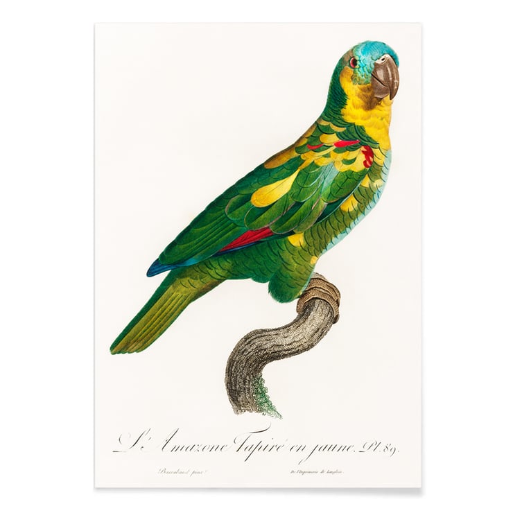 The Turquoise-Fronted Amazon The Turquoise-Fronted Amazon