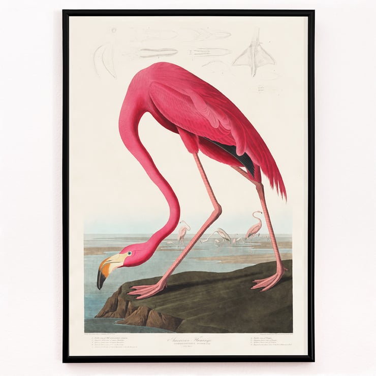 Pink Flamingo Pink Flamingo