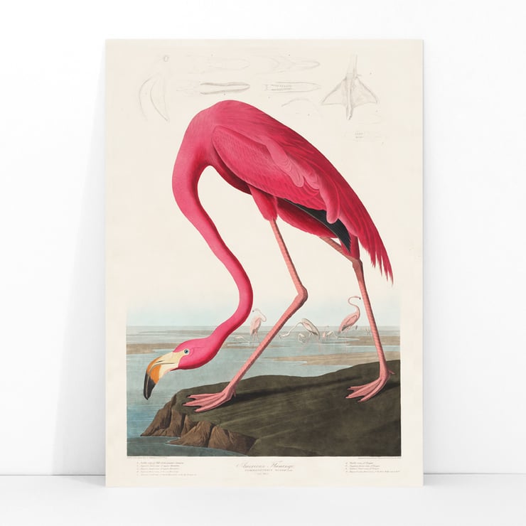 Pink Flamingo Pink Flamingo