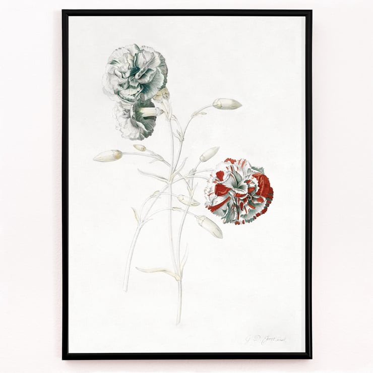 Carnations Carnations