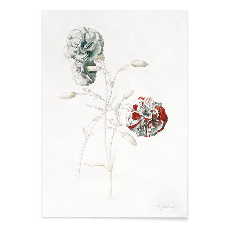 Carnations Carnations