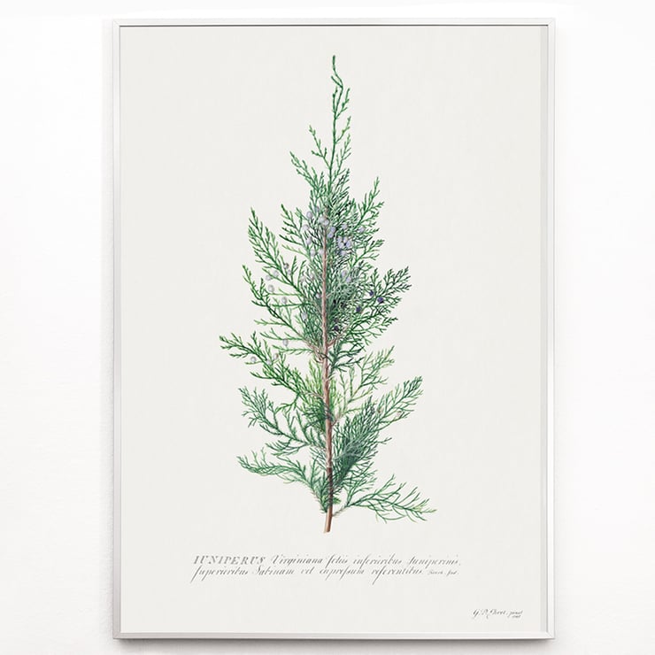 Juniper Juniper