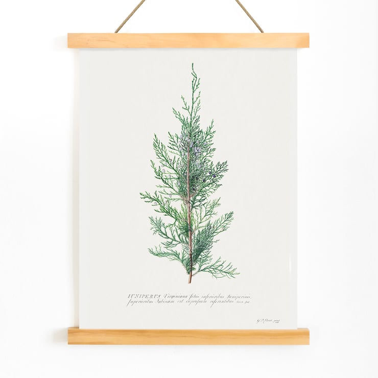 Juniper Juniper