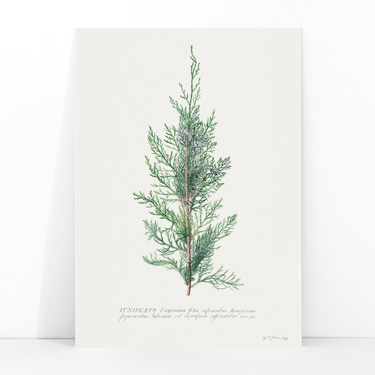 Juniper Juniper