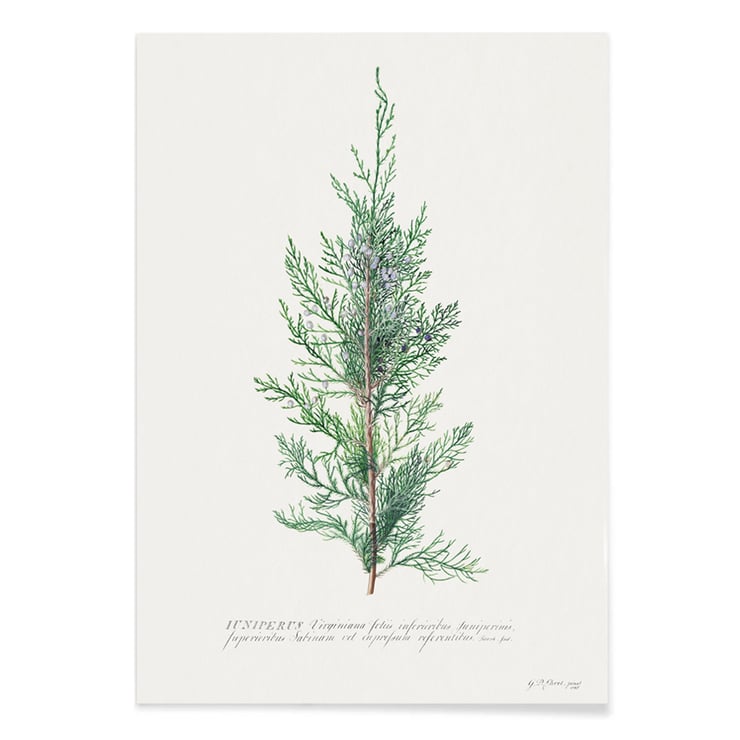 Juniper Juniper
