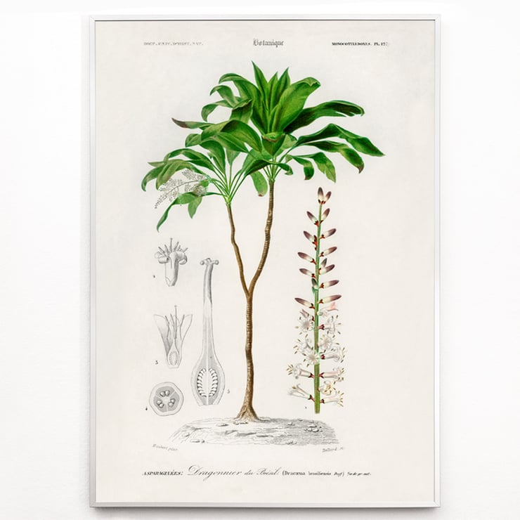 Dracaena brasiliensis Dracaena brasiliensis