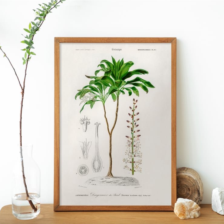 Dracaena brasiliensis Dracaena brasiliensis