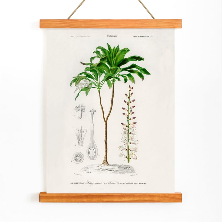 Dracaena brasiliensis Dracaena brasiliensis
