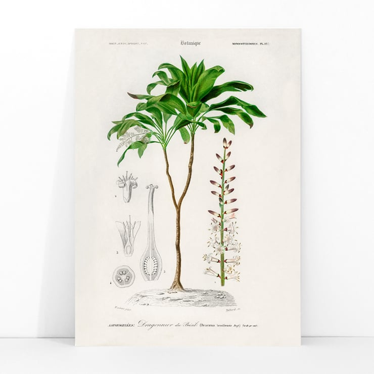 Dracaena brasiliensis Dracaena brasiliensis