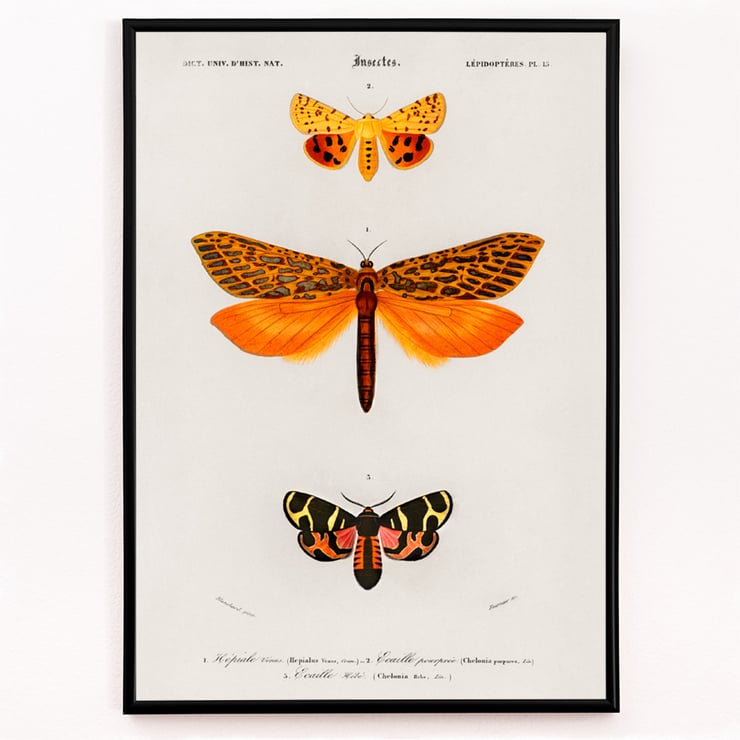 Orange moths Orange moths