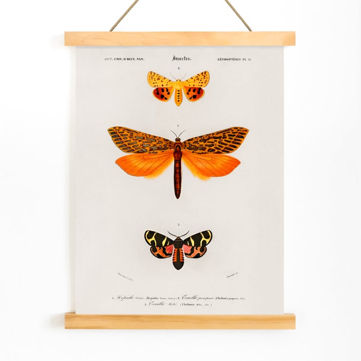 Orange moths Orange moths
