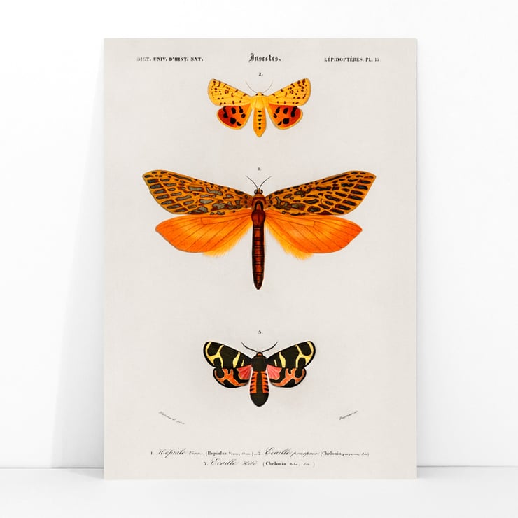 Orange moths Orange moths