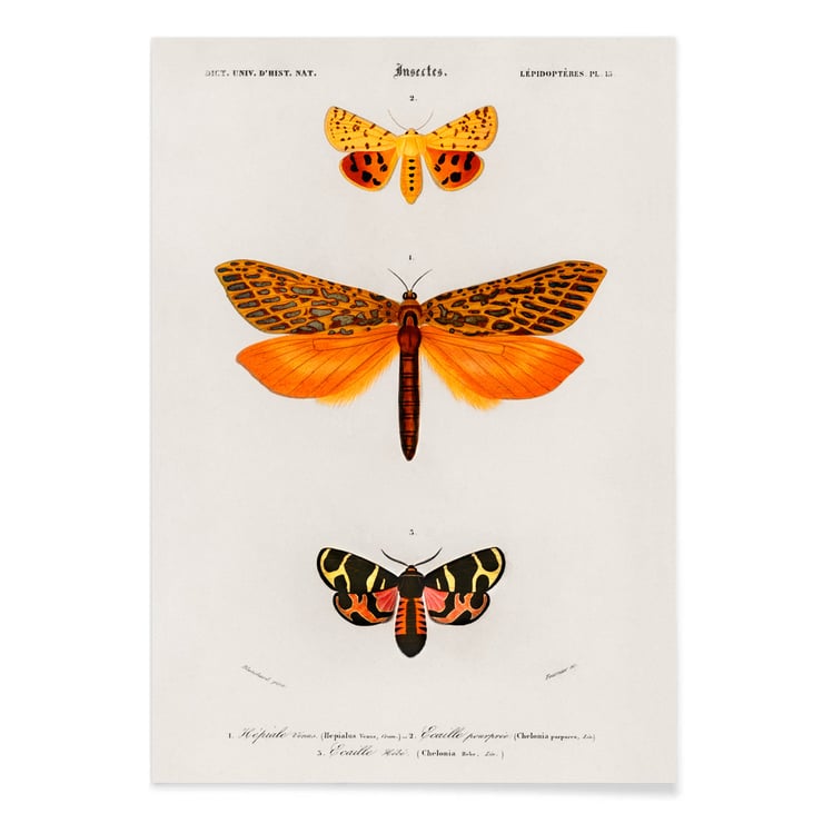 Orange moths Orange moths