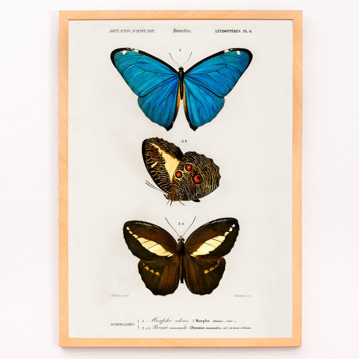 Blue & Brown Butterflies Blue & Brown Butterflies