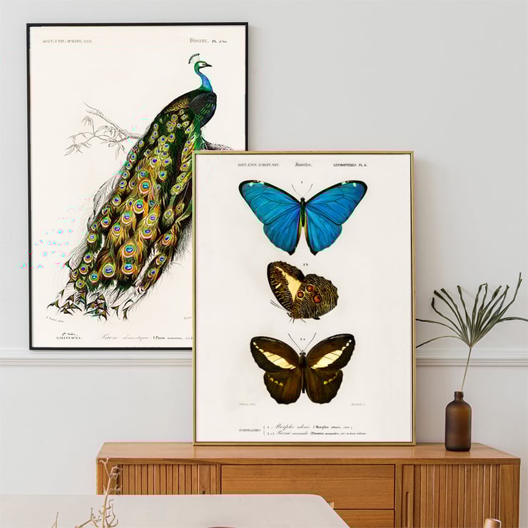 Blue & Brown Butterflies Blue & Brown Butterflies