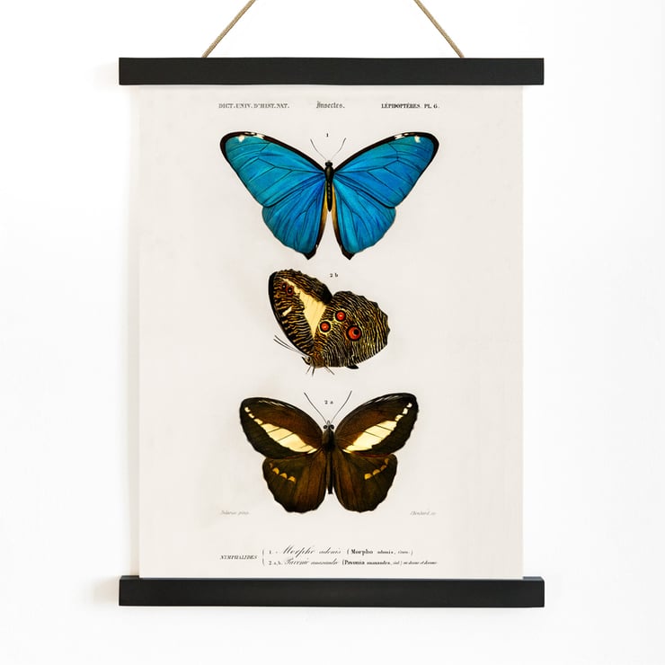Blue & Brown Butterflies Blue & Brown Butterflies