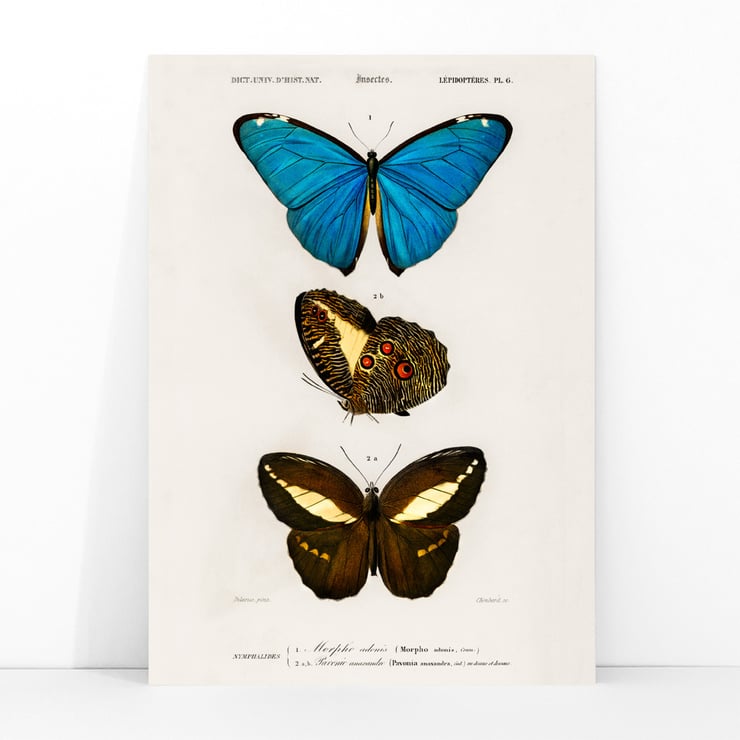 Blue & Brown Butterflies Blue & Brown Butterflies