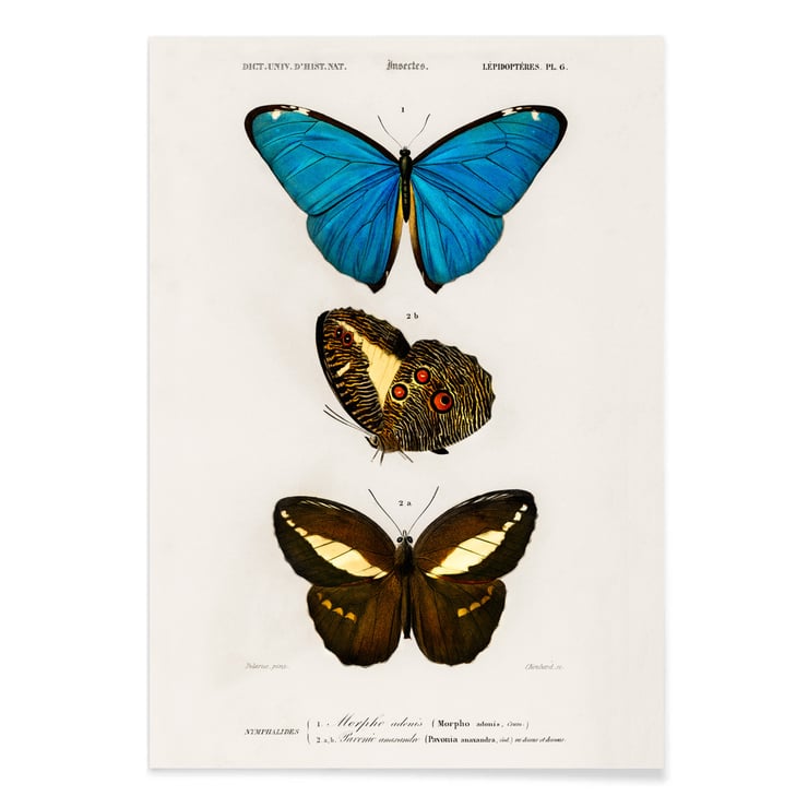 Blue & Brown Butterflies Blue & Brown Butterflies