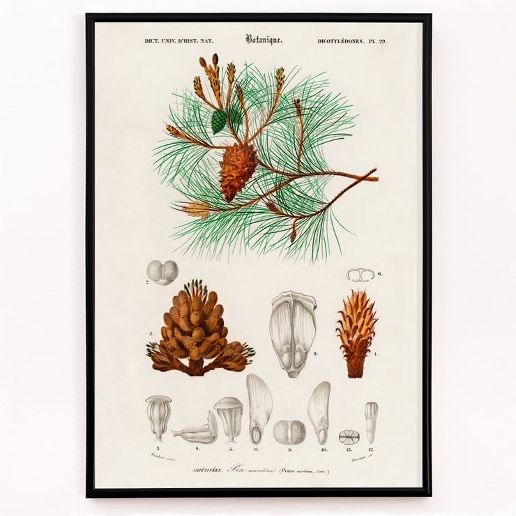 Martime pine Martime pine