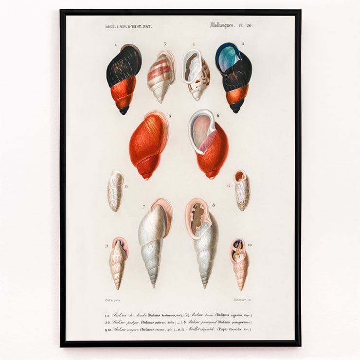 Colored Mollusks Colored Mollusks