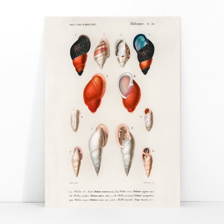 Colored Mollusks Colored Mollusks