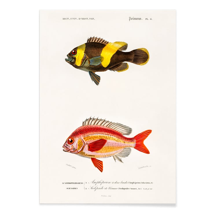 Arten von Fischen Arten von Fischen
