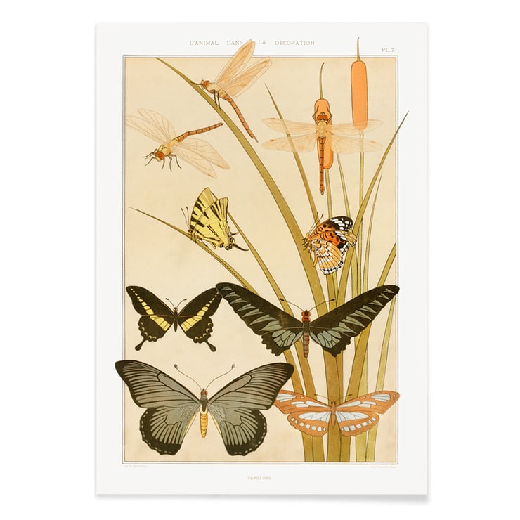 Butterflies and Reeds Butterflies and Reeds
