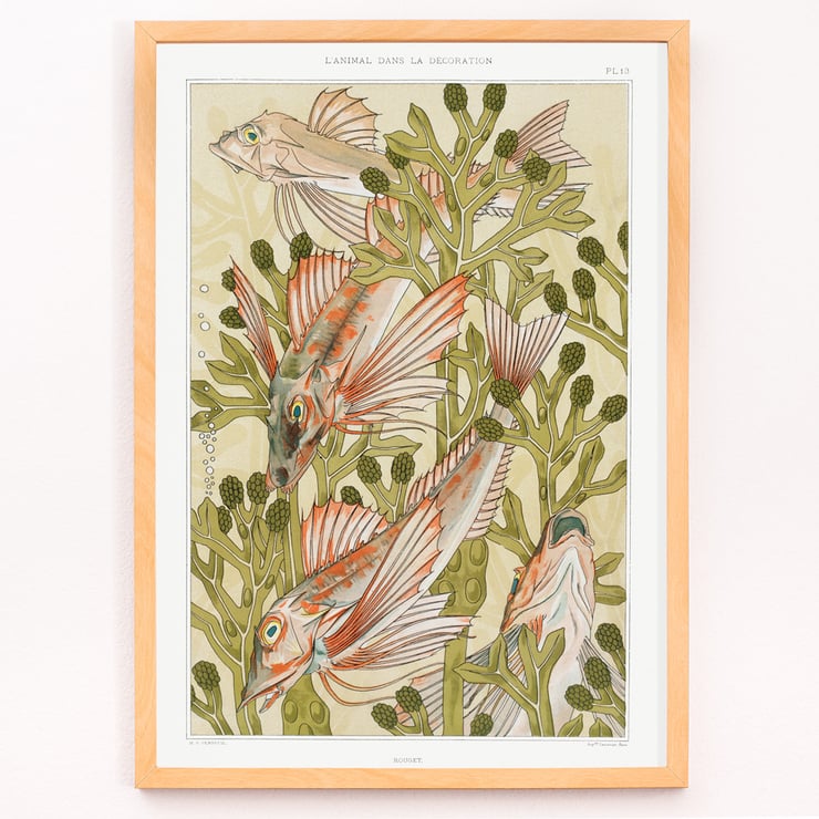 Red mullet and Algae Red mullet and Algae