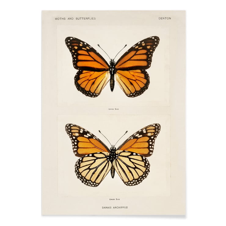 Papallona Monarca Papallona Monarca