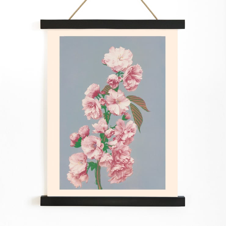 Cherry Blossom Cherry Blossom